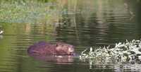 Beaver eating at summer lake oregon photo