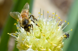 bee on onion flower photo 4324b