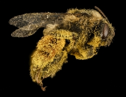 bee totally covered with pollen