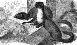 beech marten animal animal historical illustration