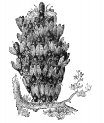 Bees hanging from branch illustration