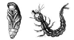 Beetle Illustration