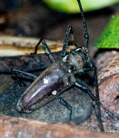 Beetle Malaysia 0096