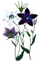 bellworts flower illustration