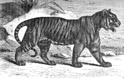 bengel tiger illustration