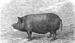 berkshire boar pig illustration