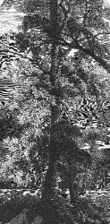 big tree yosemite historic illustration