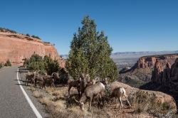 bighorn-sheep-along-a-roadway-in-colorado-national-monument