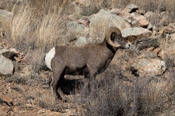 bighorn-sheep-in-colorado-national-monument