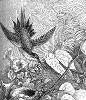 bird illustration 119 c