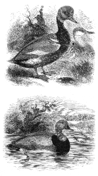 bird illustration duck