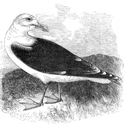 bird illustration gull