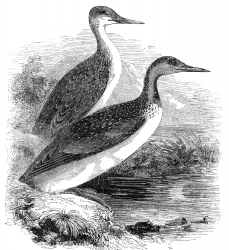 bird illustration loon