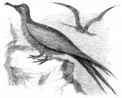 bird illustration man war bird