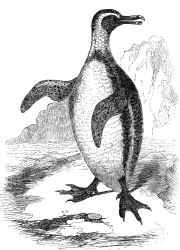 bird illustration penguin