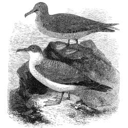 bird illustration shearwater