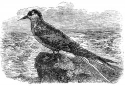 bird illustration tern