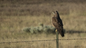 bird of prey uses a roadside fence post