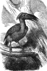 bird tock in large tree  engraved bird illustration