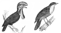 birdbird-illustration