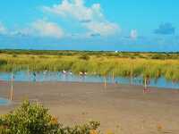 birds along the Coastal wetlands of Louisiana