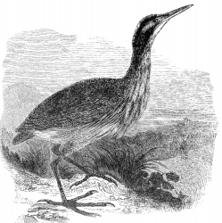 bittern bird illustration