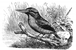black banded dacelo bird illustration