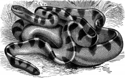 black banded sea snake bw animal illustration