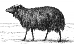 black breed sheep illustration