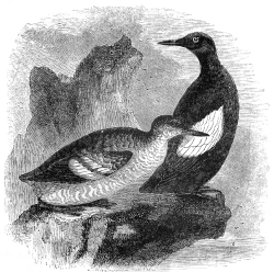 black guillemont bird illustration