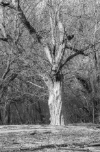 black white large tree in park