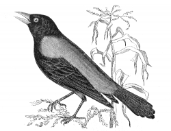 blackbird bird engraved bird illustration