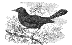 blackbird llustration