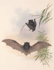 Blackish-grey Scotophilus bat color illustration