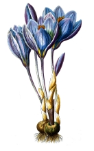 blue flower with bulb flower illustration