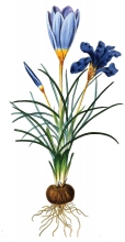 blue flowers and bulb illustration