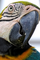 blue gold macaw bird photo 5827A