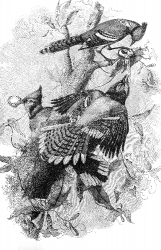 blue jays engraved bird illustration