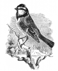 blue tit engraved bird illustration