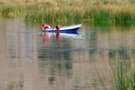 boat navigating through tortora reeds photo 2426a