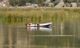 boat navigating through tortora reeds photo 2427a