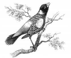 boblink engraved bird illustration
