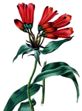 Bomarea flower illustration