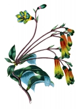 Bomarea flower stem leavf illustration