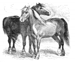 boulonais horses illustration