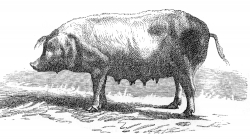 bressane sow pig illustration