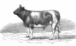 breton bull illustration