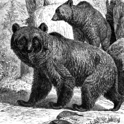 Brown bear animal historical illustration