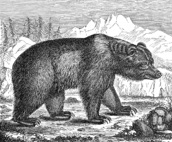 brown bear illustration