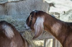 brown goat eating hay at zoo photo 